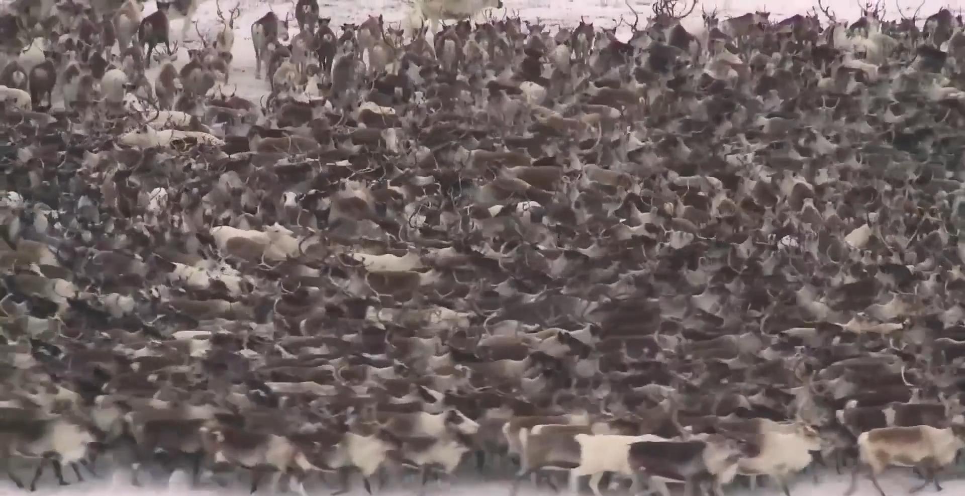 俄罗斯牧民有多少钱,俄罗斯鄂温克人饲养驯鹿