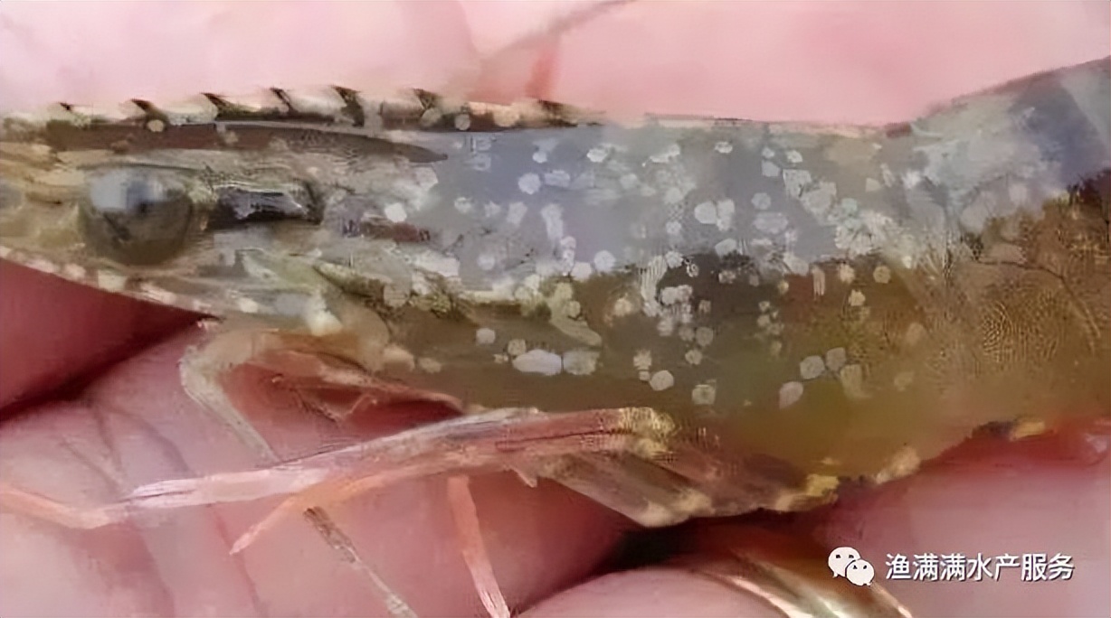 南美白对虾养殖前需要注意什么,南美白对虾养殖技术全过程求回答