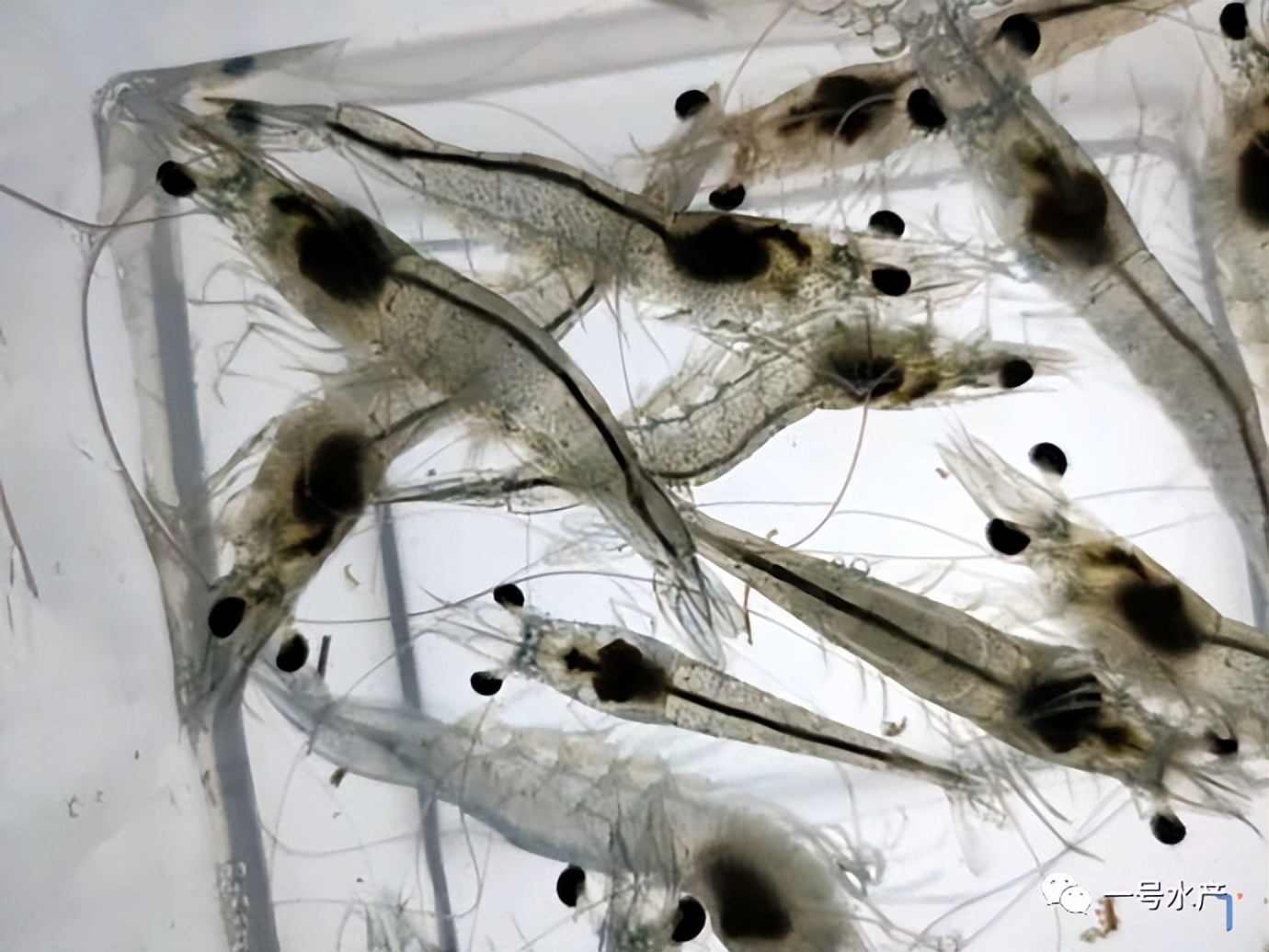 养虾100%成功,养虾30天视频