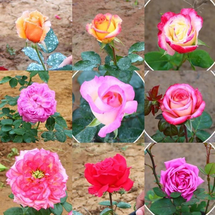 盆栽花卉在哪里买比较好,花卉市场购买盆栽避坑