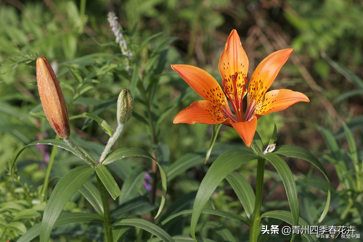 鲜花名字大全带花语,名字好听花语有内涵的花