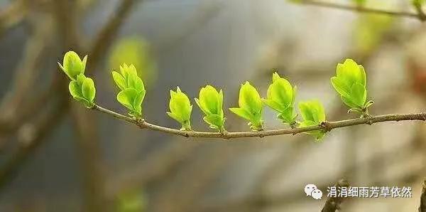 我家的枣树二年级上册阅读,我家的枣树一年级阅读理解