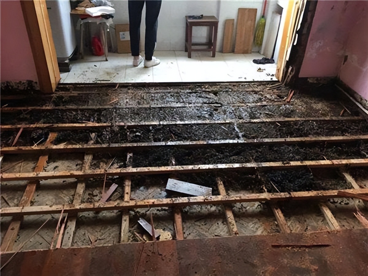 为什么上海今年出现大量白蚁,上海白蚁成群出现说明什么