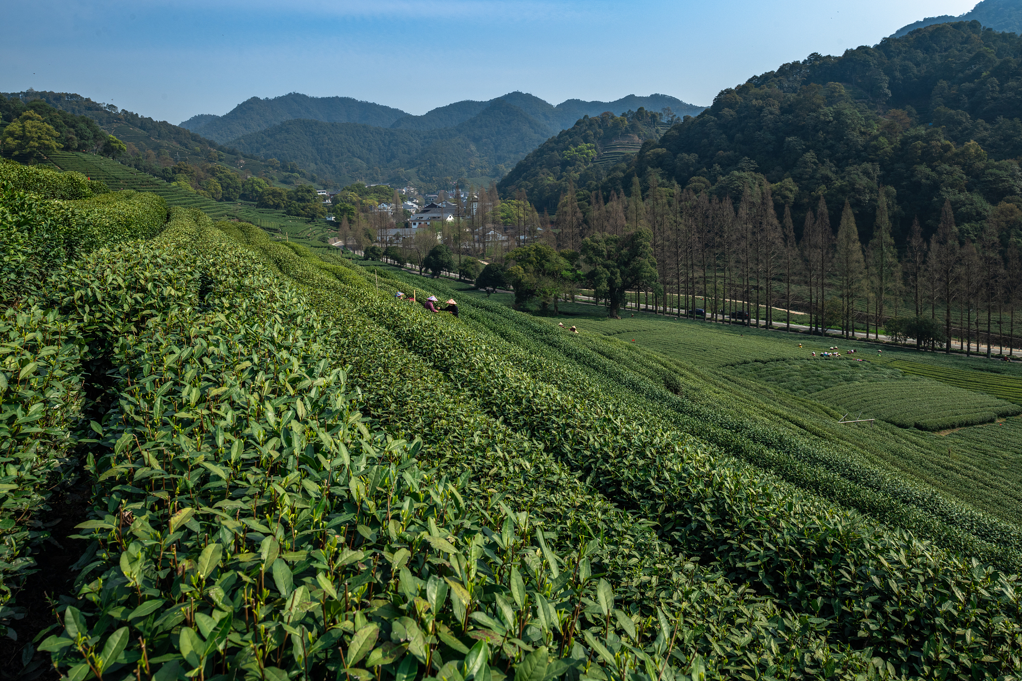 白茶长毛正常吗,白茶泡起来有毛