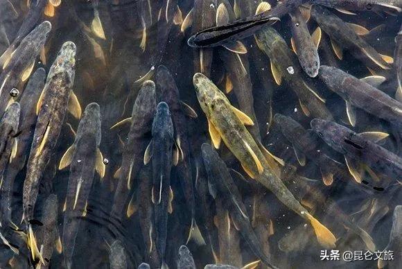 大美青海生态旅游推荐,大美青海美景短视频