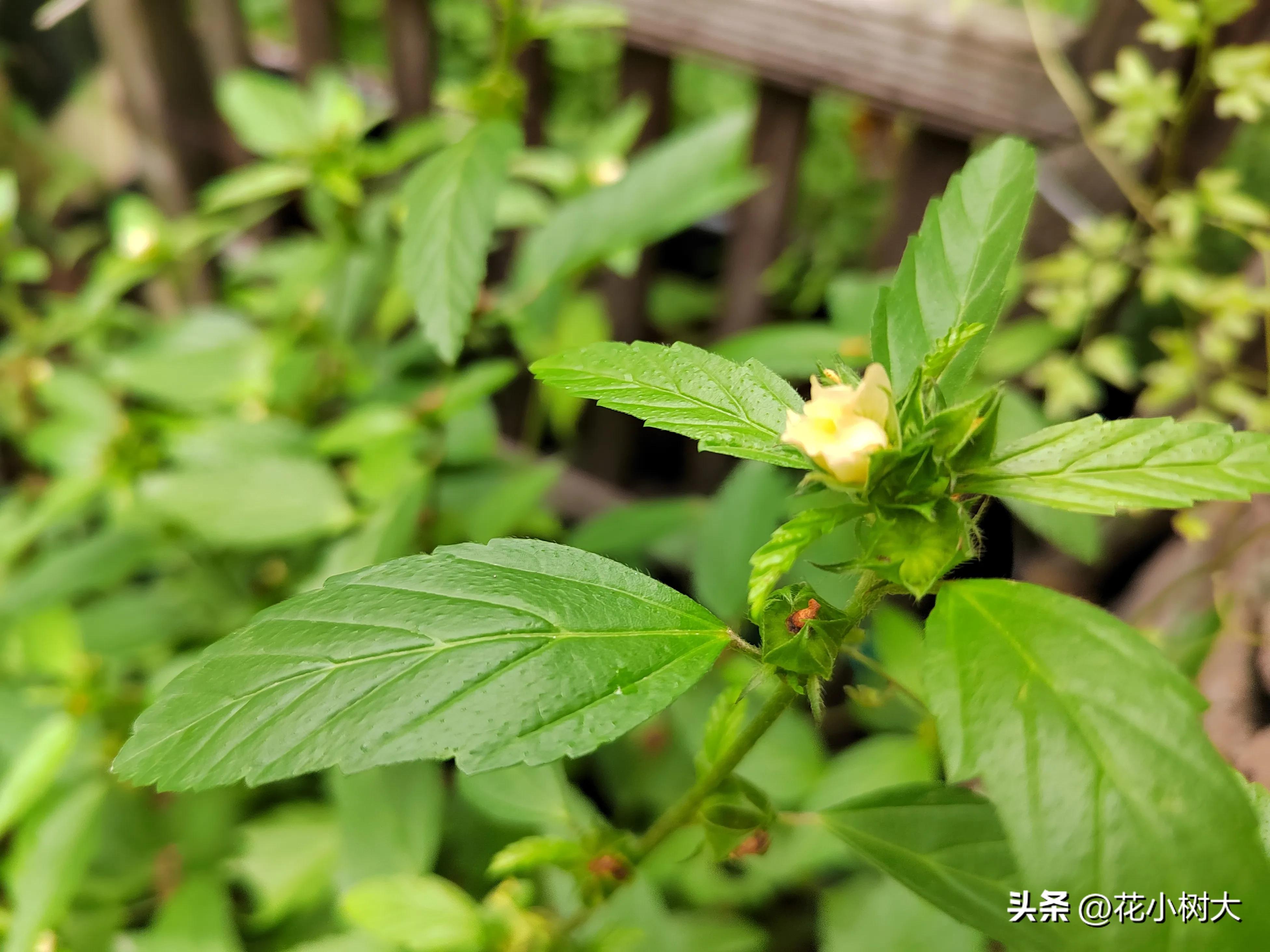 植物图鉴菊花,植物视频实拍