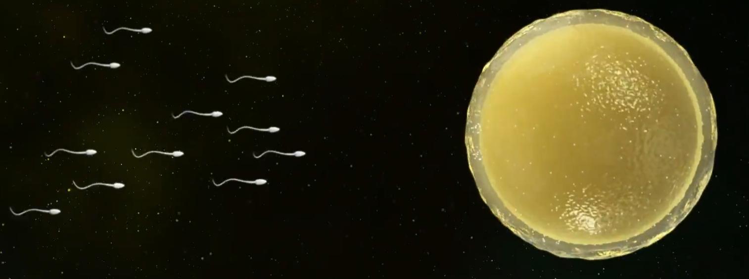 精子进入体内的24小时，都经历了什么？