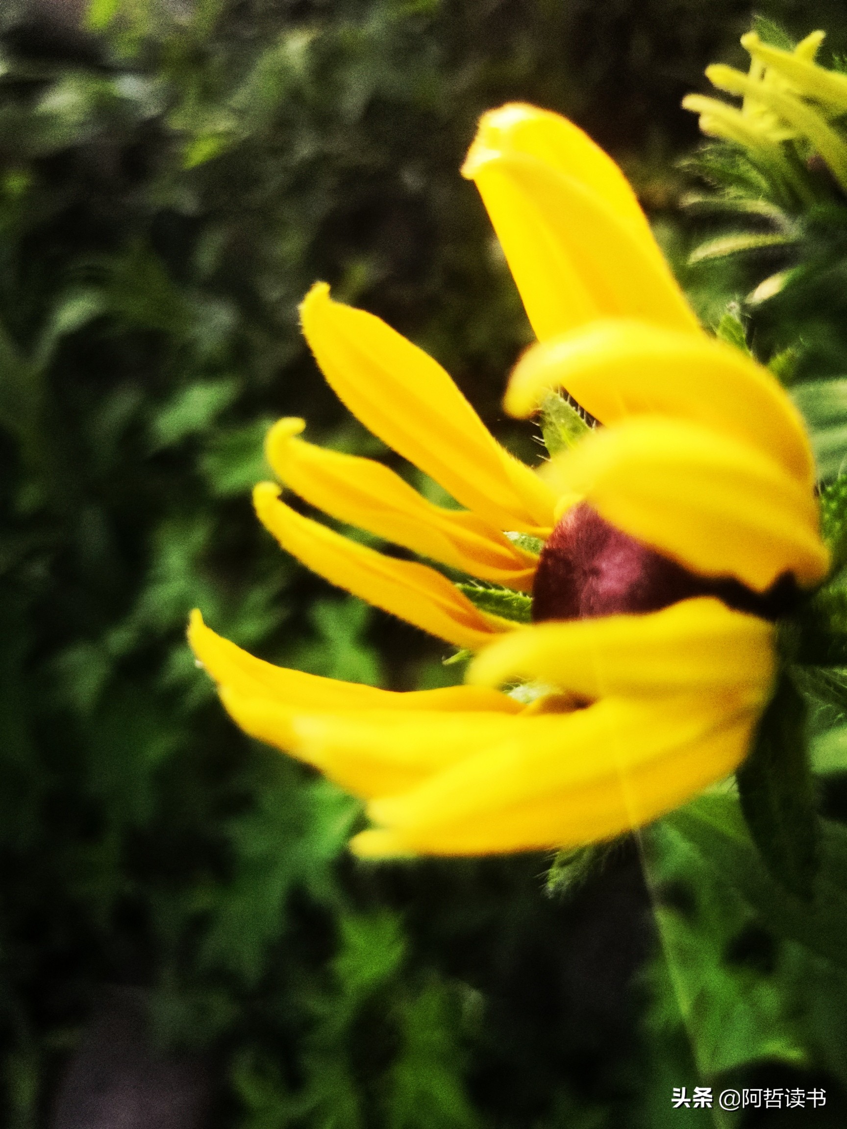 黑心金光菊:花名不雅,花姿灿烂,菊花里独特耀眼的一款