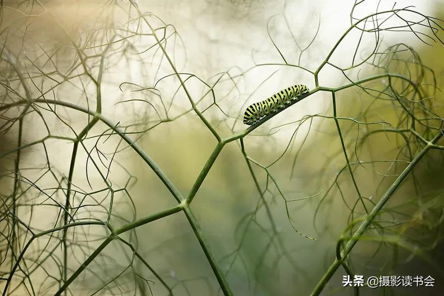 2018年度最佳摄影照片,创造出令人惊叹的自然摄影照片