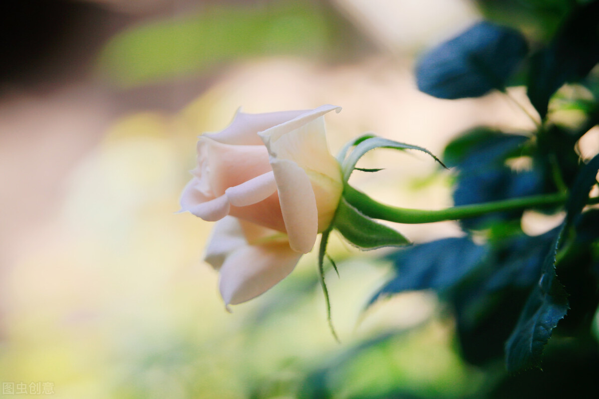 糖瓜粘,忆小年,愿日子常新,岁月如意,新年所许,四季与你