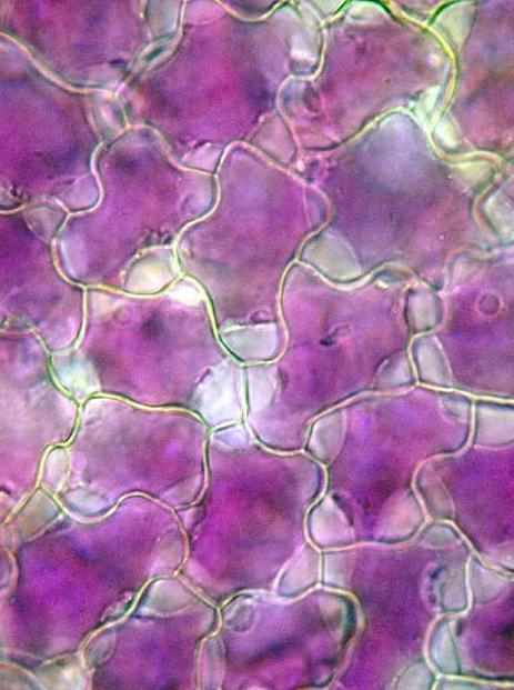 蓝莓怎么吃才可以护眼养颜,每日蓝莓一盒