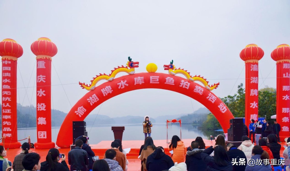 “两江渔业”巨鱼起捕拍卖背后的山城水库渔业之兴