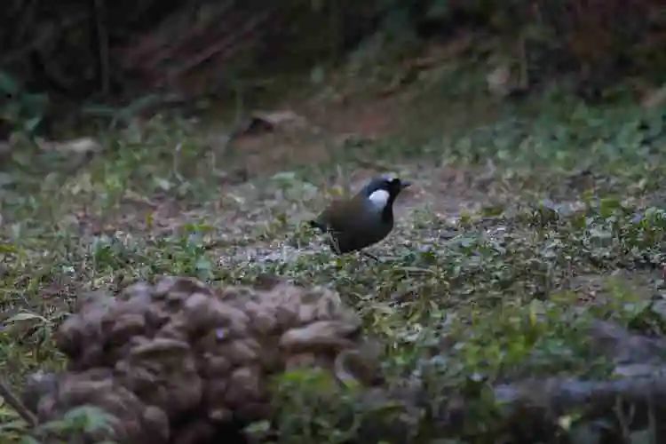 家底大揭秘！深圳究竟有多少“神奇生物”？