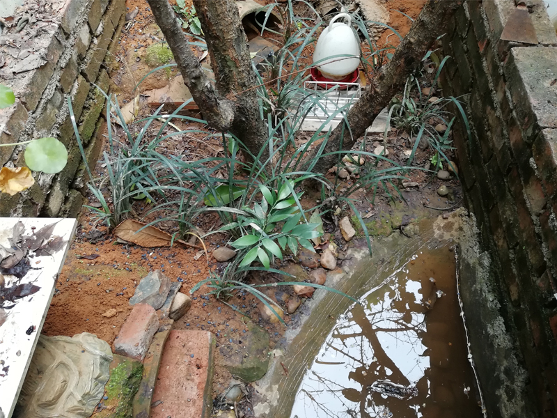 黄缘闭壳龟的公母是由什么决定的,黄缘闭壳龟刚到家躲在土里不出来