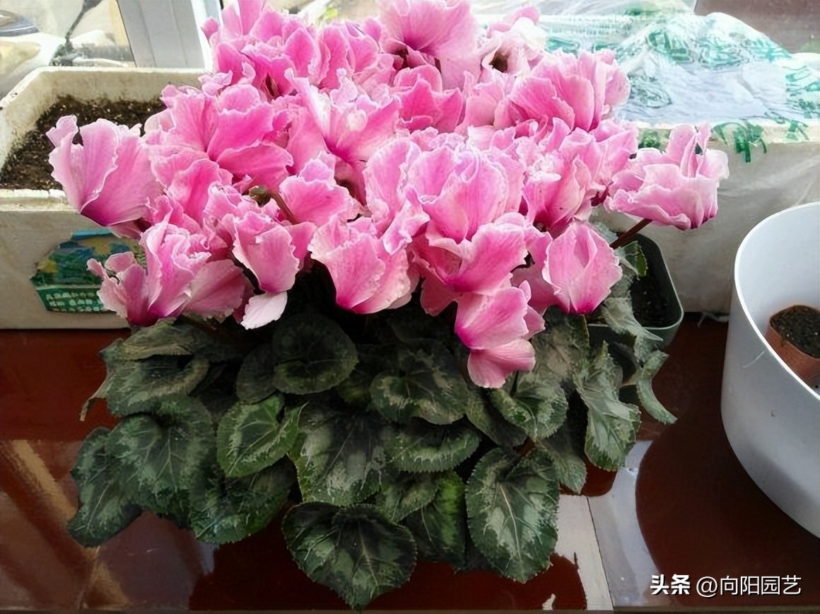 十大最省钱年宵花,最有面的年宵花