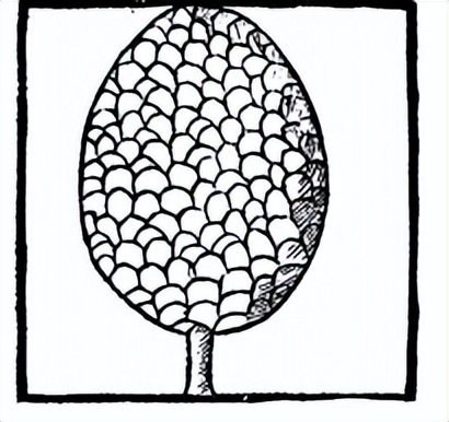 番荔枝要人工传粉吗,番荔枝来自哪里