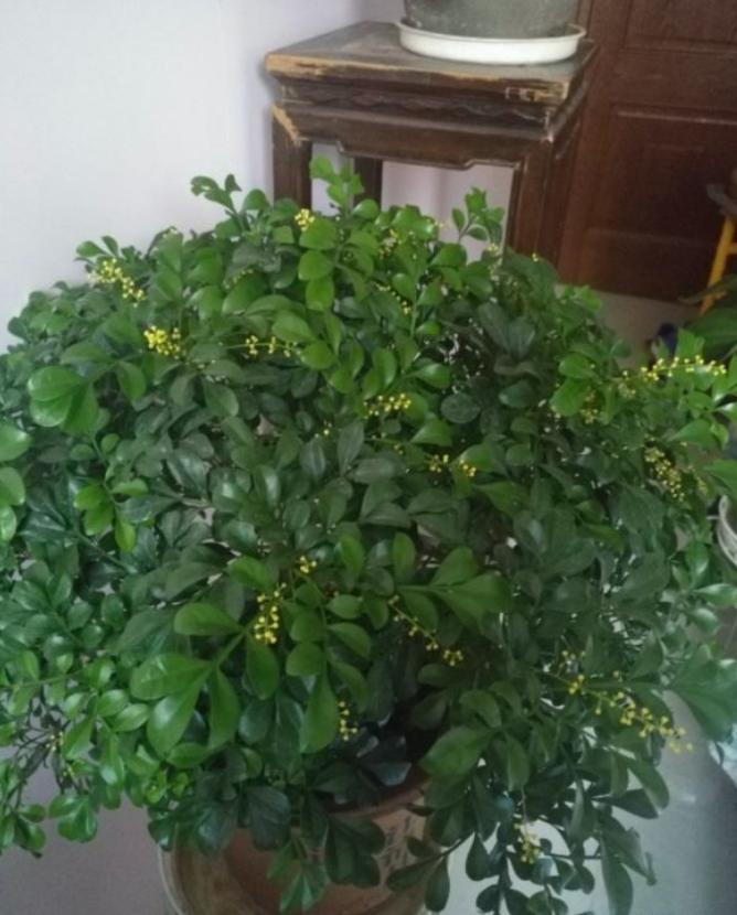 室内除甲醛最好的植物有哪些,有效除甲醛的植物有哪些