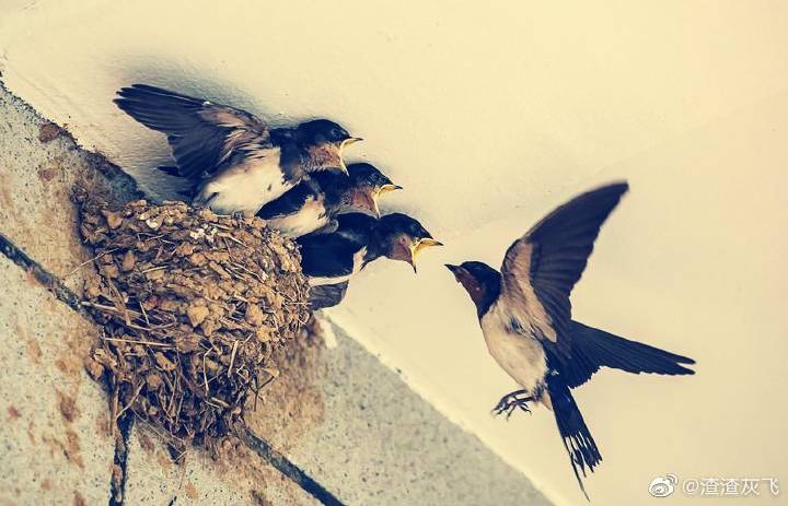 一个“顧”字告诉我们汉字有多美