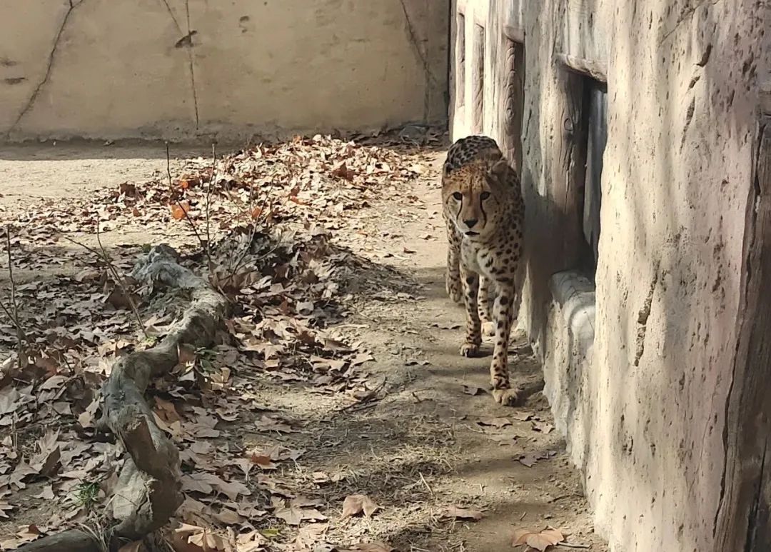 上海野生动物园建议周六周天去吗,上海野生动物园通玩一日游攻略