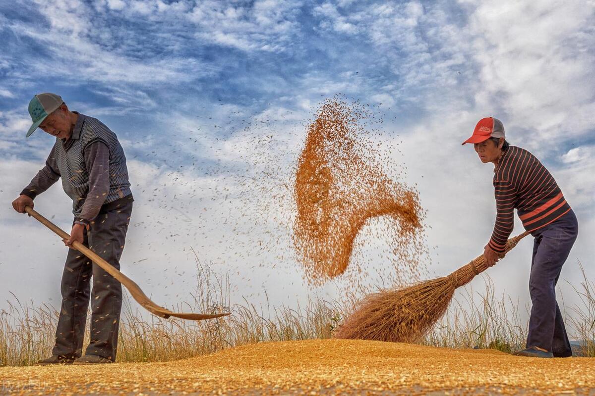 为何说夏至在端午前是灾年,夏至这天下雨和不下雨有什么说法