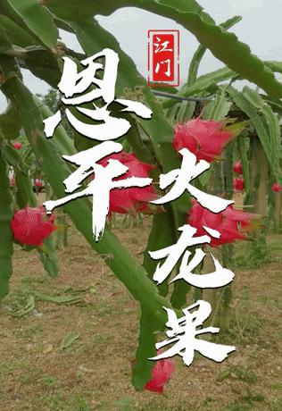 斗门东兴火龙果,江门恩平火龙果