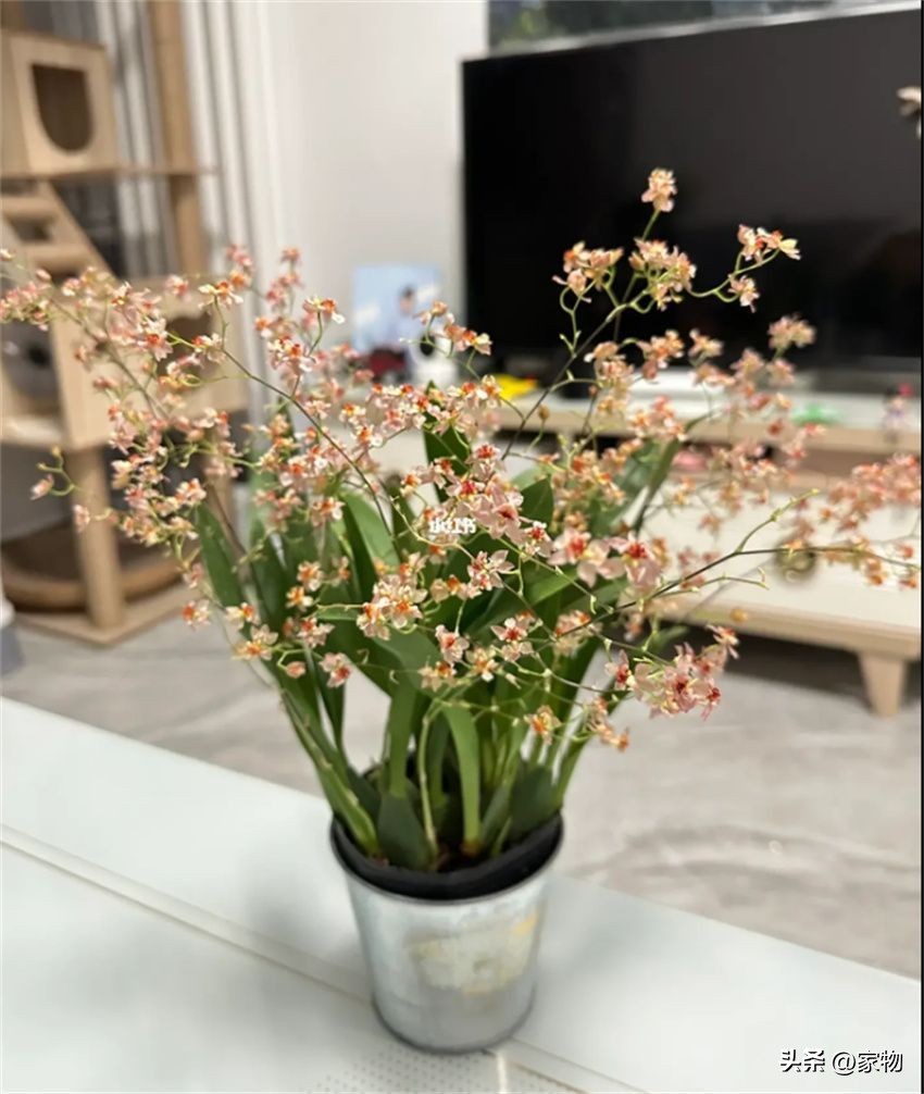 什么树放在客厅最好运,家里客厅禁忌放什么绿植树