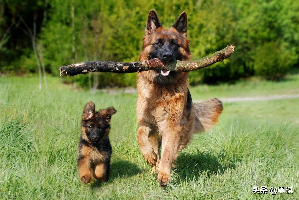 狗狗战斗力排行榜你家上榜了吗,狗狗智商排名第11的狗狗图片