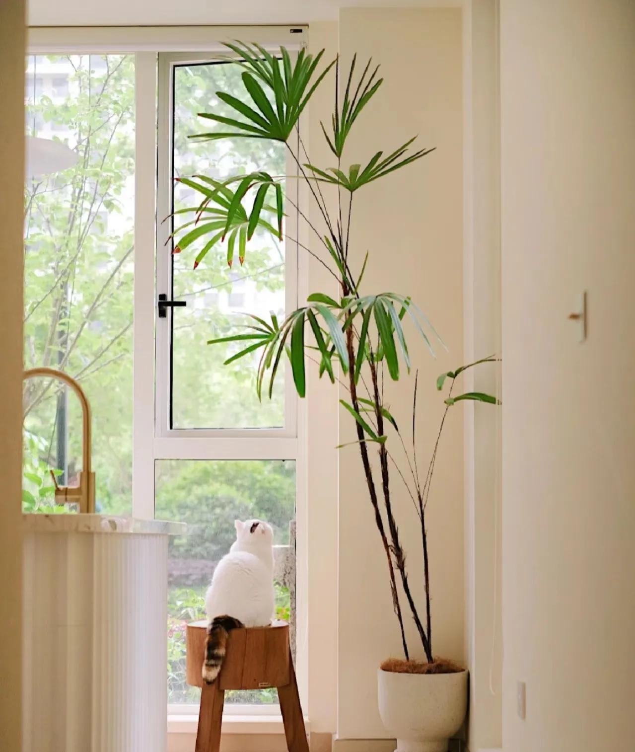 最好养的客厅一对大盆绿植,适合客厅养的十款大盆绿植