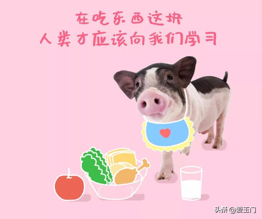 养生要学习,养生要向动物学习