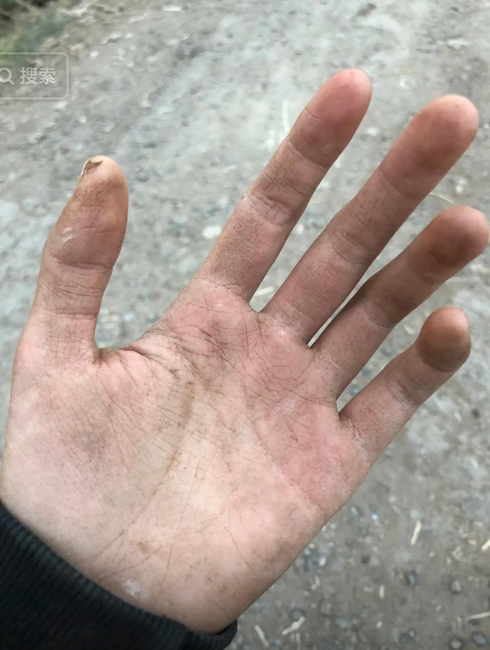 “马蓉二号”or剧本造红带货？知名网红灰太狼的羊事件全过程