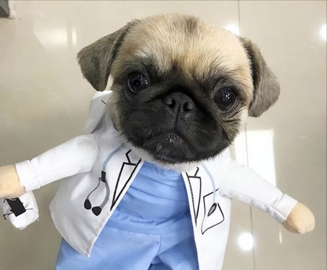 对主人双标的狗,双标猫咪对主人好对别人不好