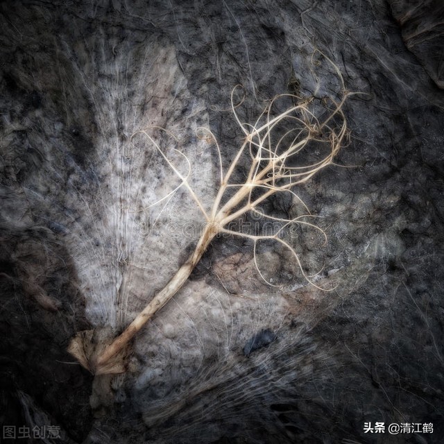 哈茨木霉菌和什么复配好,哈茨木霉菌和哪种有机肥搭配好