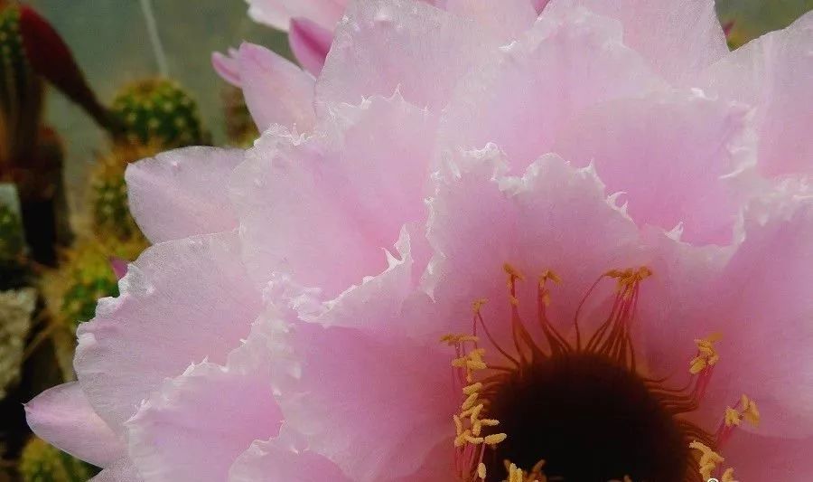 200种·仙人球开花图鉴，大开眼界，美到爆