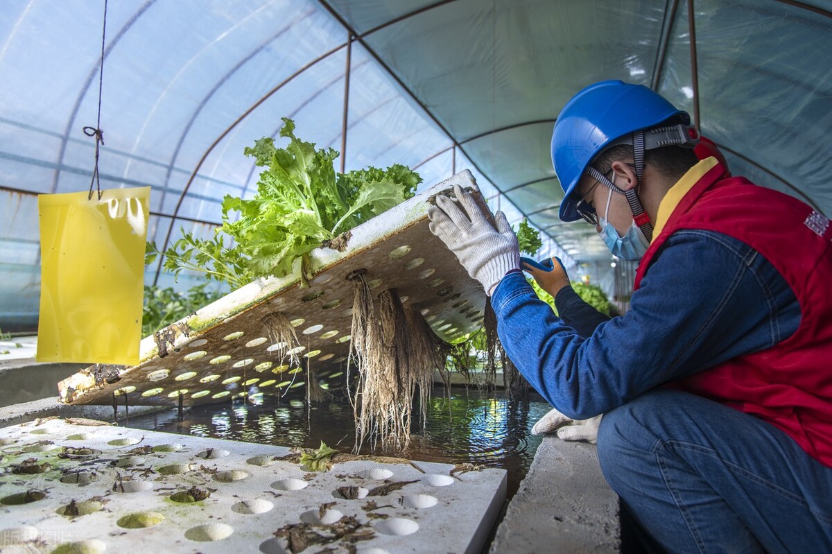 重庆池塘鱼菜共生技术,鱼菜共生破解重庆池塘养殖困局