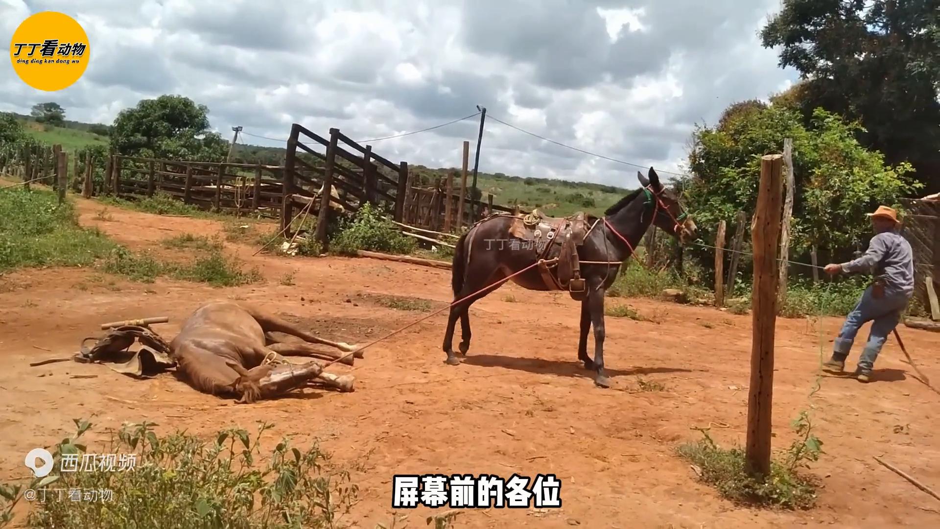 大犟马摆烂躺平就是不肯起来，实在没有办法，没想到意外一...