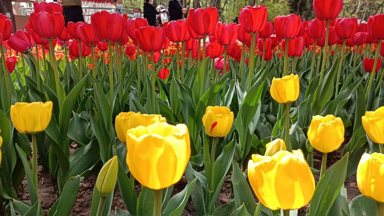 郁金香高贵典雅姿态万千,淡雅郁金香