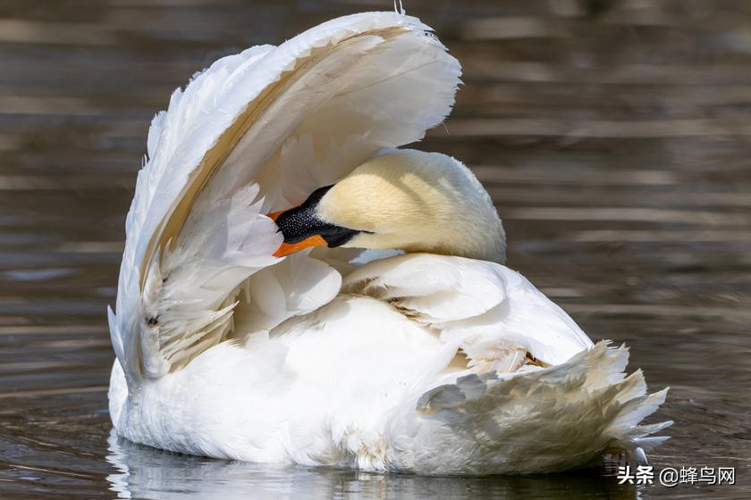 佳能rf800mmf5.6评测,佳能rf800mm二代