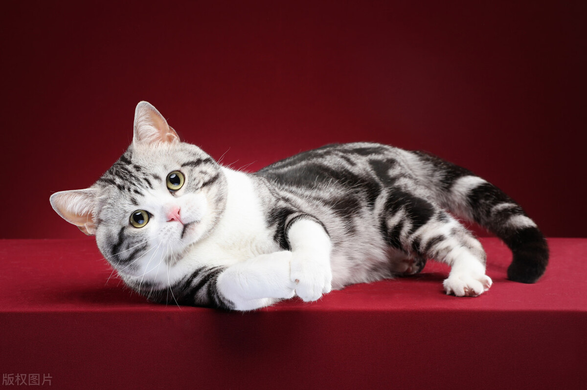 宠物猫养什么品种好,宠物猫什么品种好养又便宜