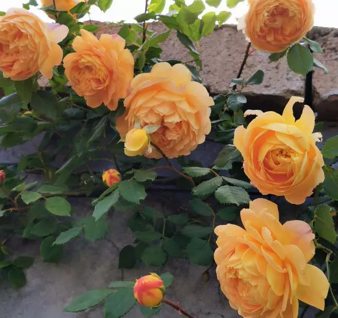 月季品种醉花,月季品种大全及图片欣赏