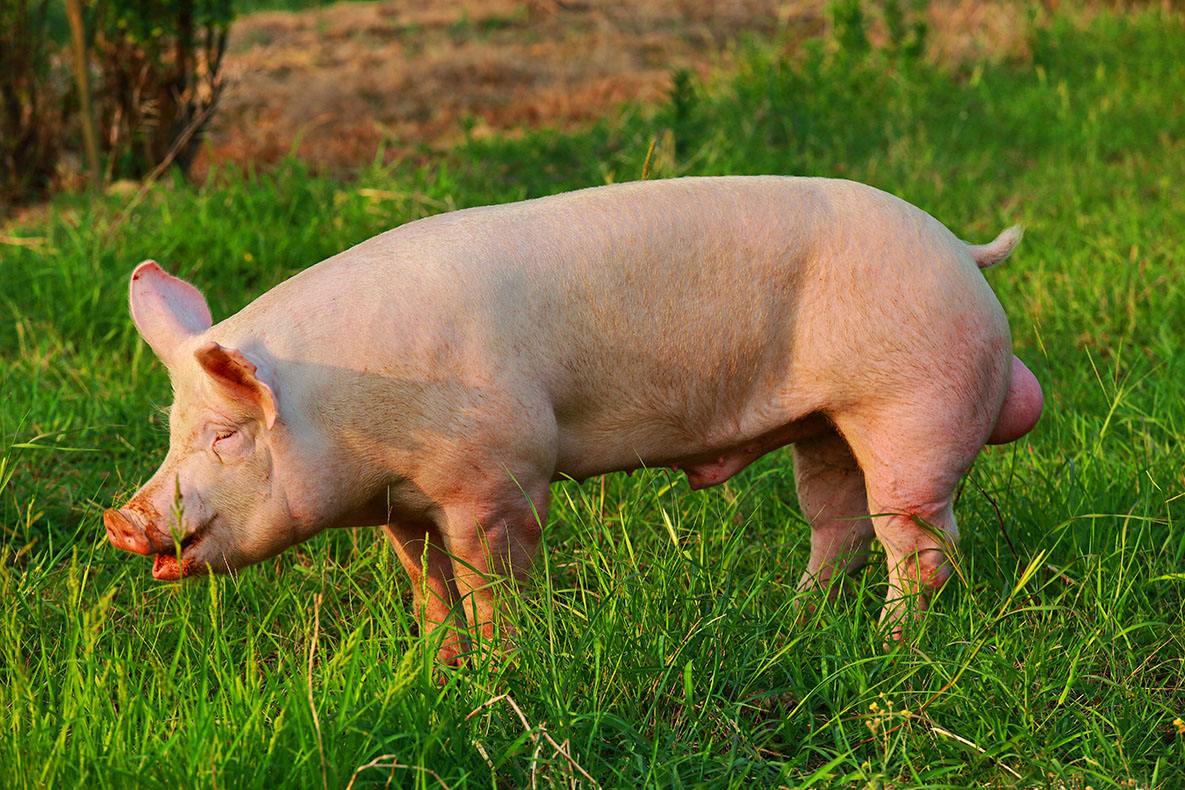 猪得了高热病有救吗,猪得高热病有治疗方法吗