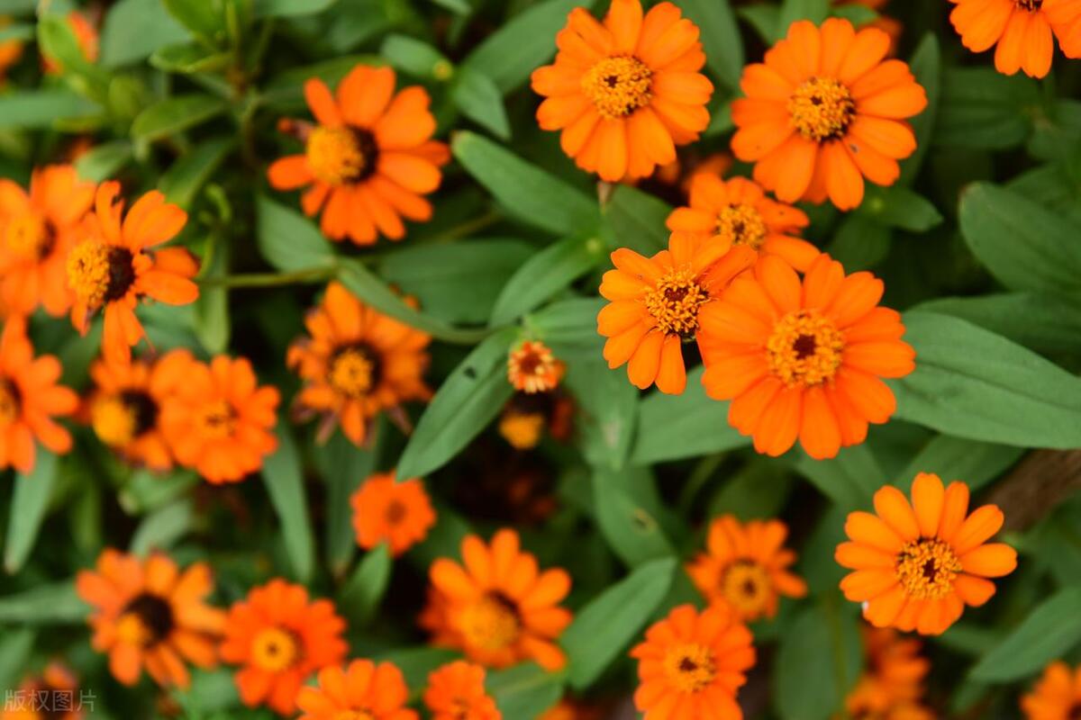 中国各地的市花一览表,中国城市的市花最多的是