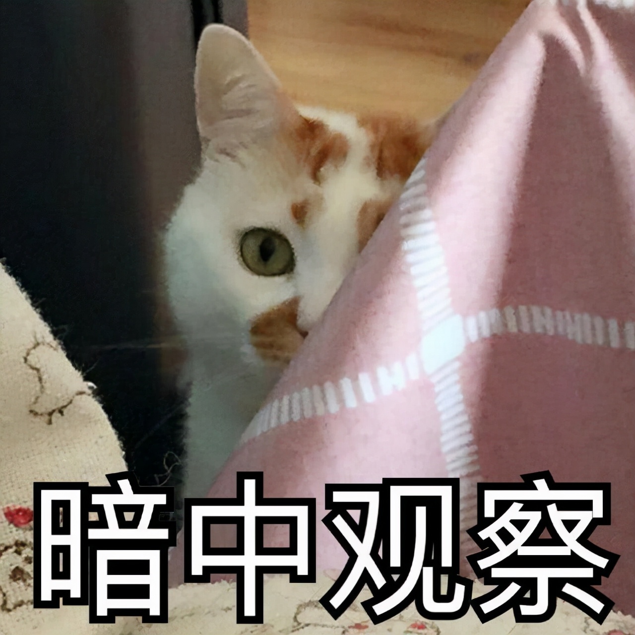 猫咪急救的十种方法,养猫进医院急救
