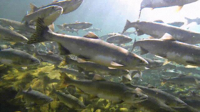 三文鱼水光真假分辨,哪种才是真正的三文鱼