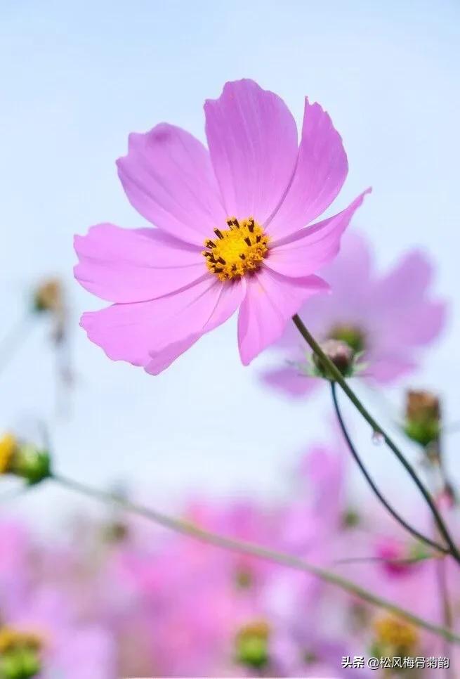 地上的花开万紫千红,心中有花香人生四季皆风景