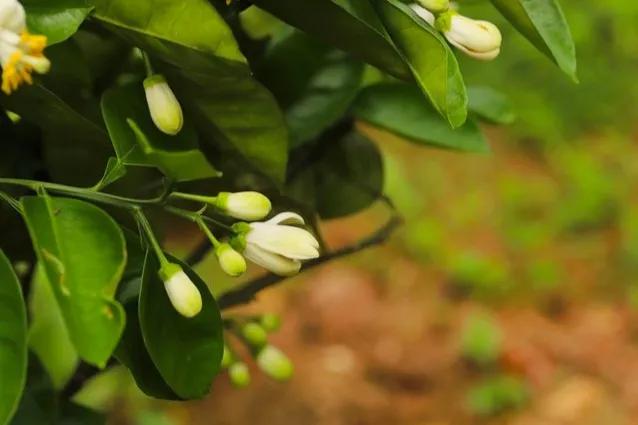 庭院内种三棵树好吗,家门前适合种的三棵树