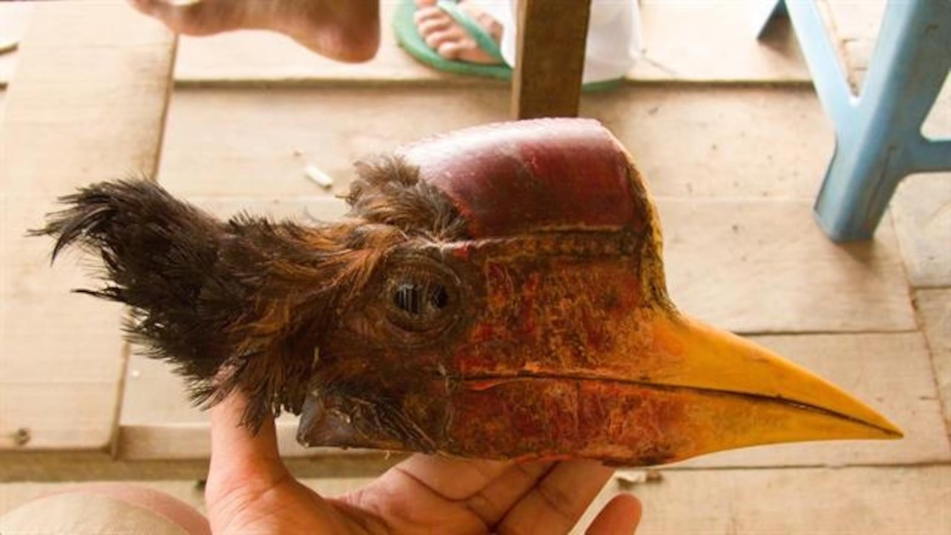 现存的盔犀鸟,头盔犀鸟