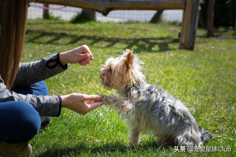 小柯基和金毛打架,小柯基大型阿拉斯加打架