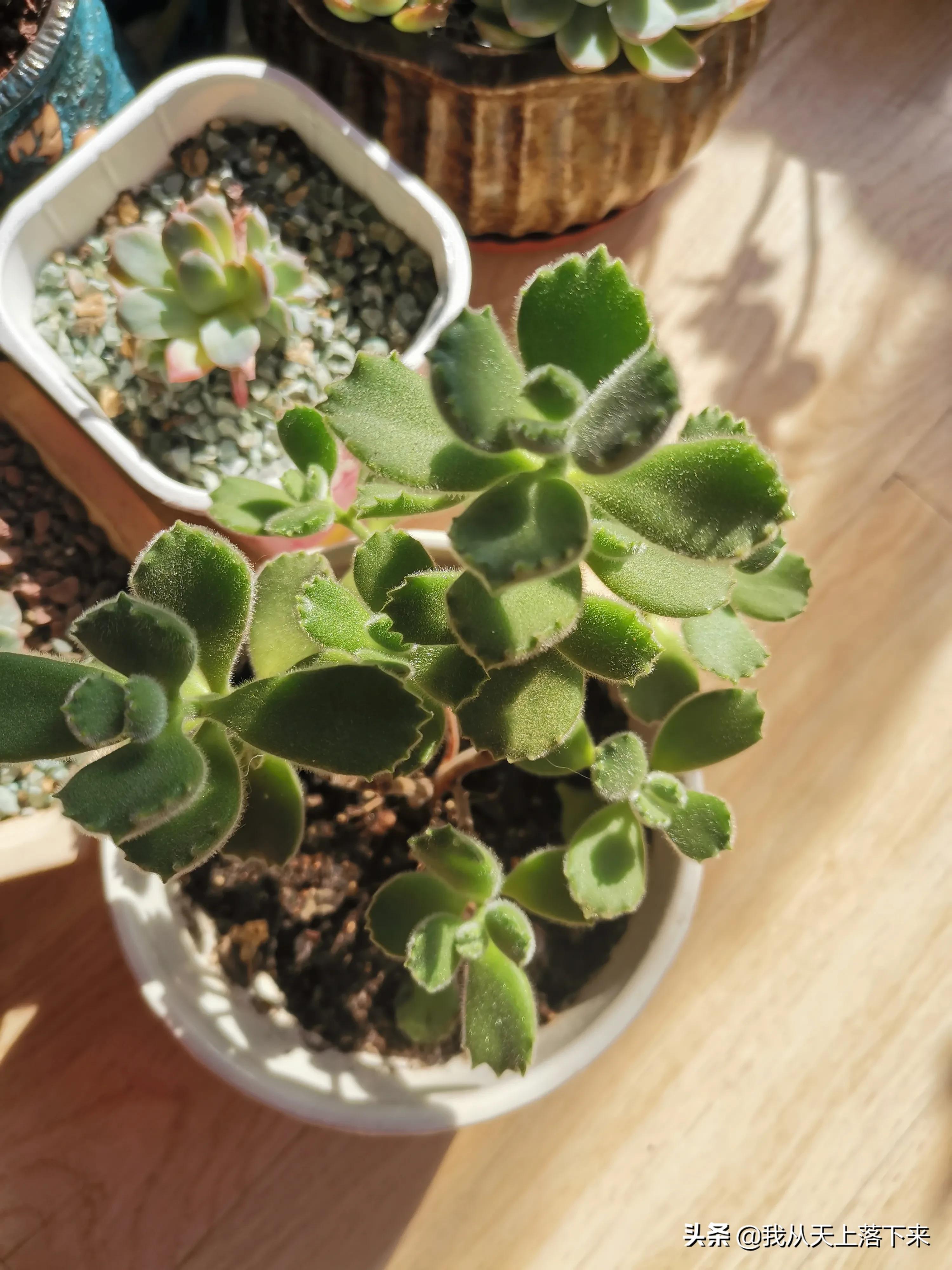 多肉品种及图片大全欣赏,多肉品种辨别图片大全欣赏