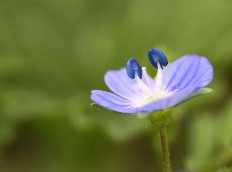 婆婆纳和水毛茛,婆婆纳相关诗句草色遥看近却无