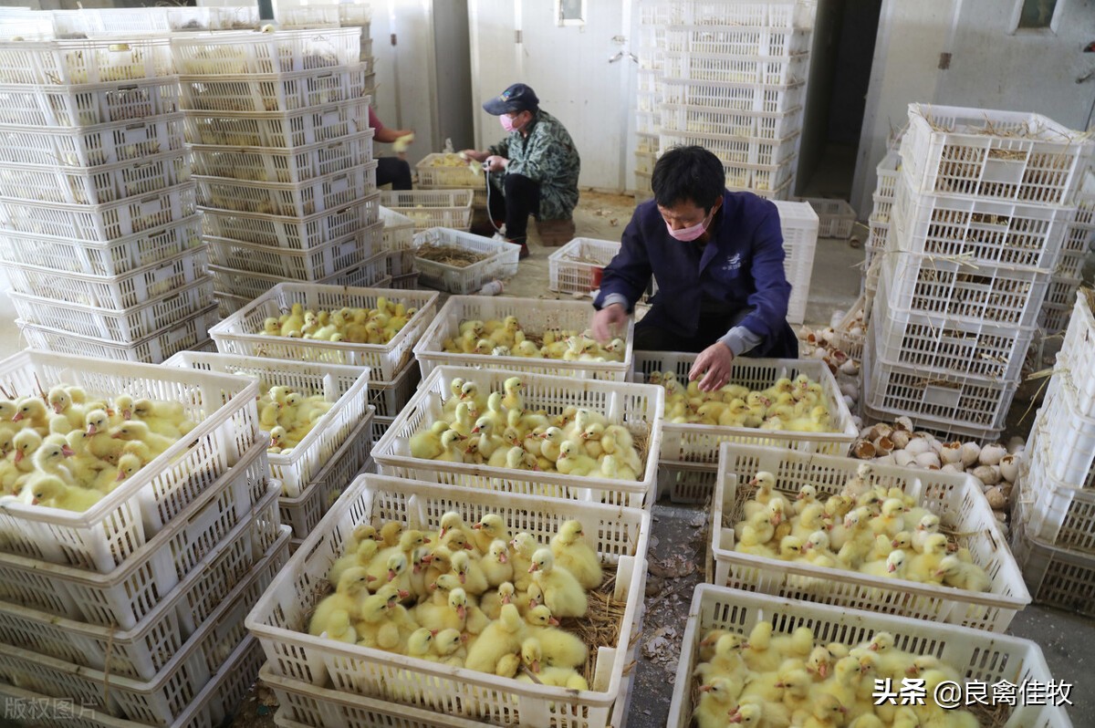 预防鹅痛风用什么药,鹅营养性痛风与病毒性痛风的区别